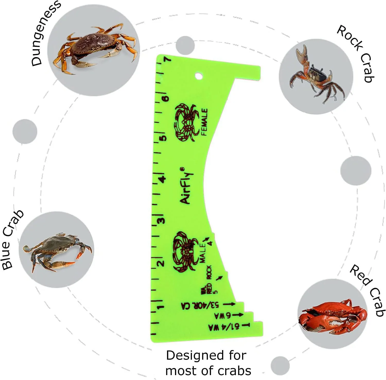 AirFly Crab Gauge - Measure for Dungeness, Rock Crab, Blue Crab, Lobster. Designed in San Francicso, USA (Green)