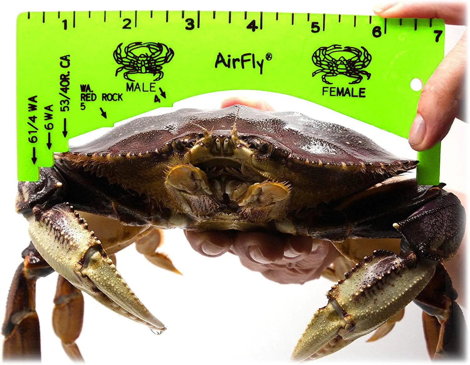 AirFly Crab Gauge - Measure for Dungeness, Rock Crab, Blue Crab, Lobster. Designed in San Francicso, USA (Green)